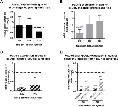 RNAi-mediated gene silencing of Phlebotomus papatasi defensins favors Leishmania major infection